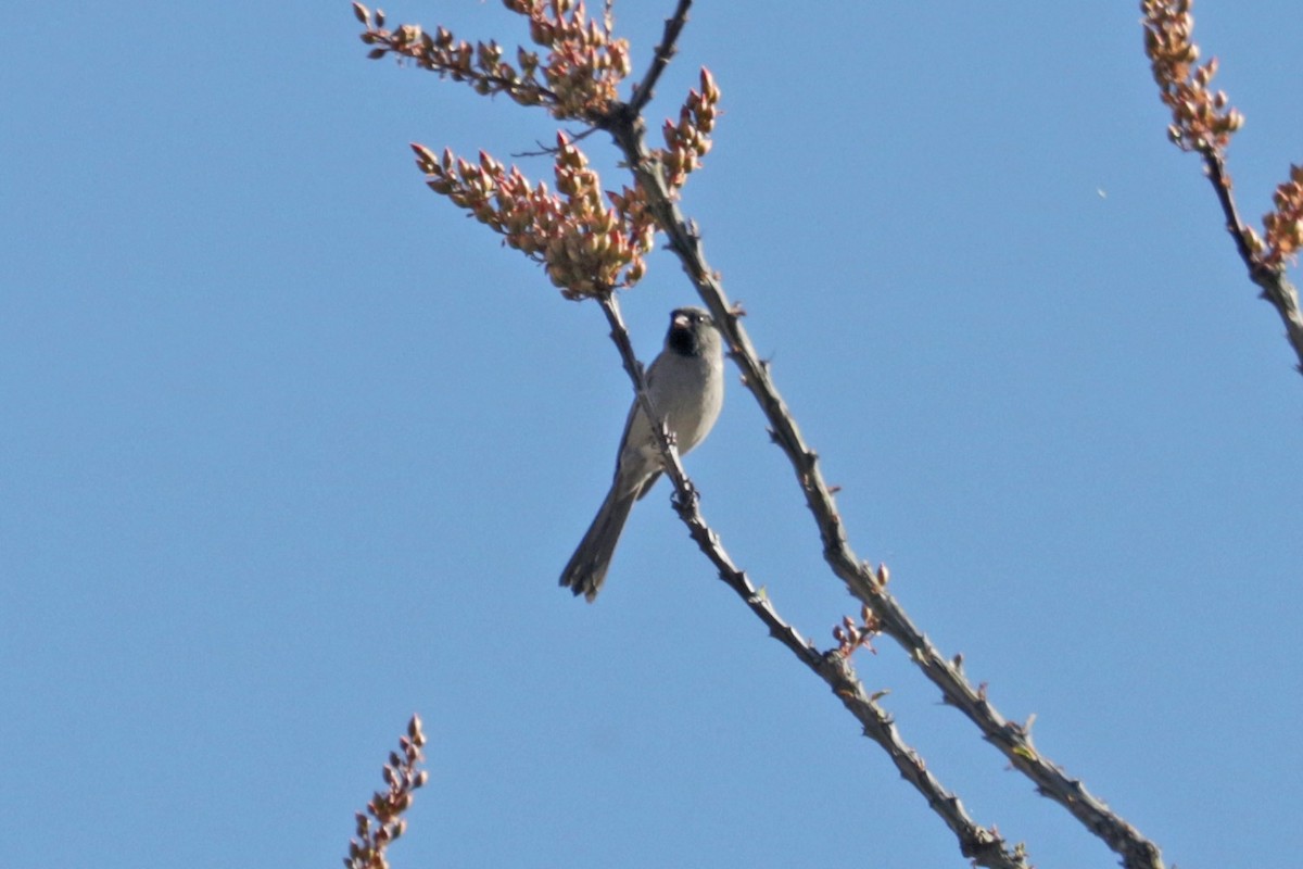 Black-chinned Sparrow - ML618601843