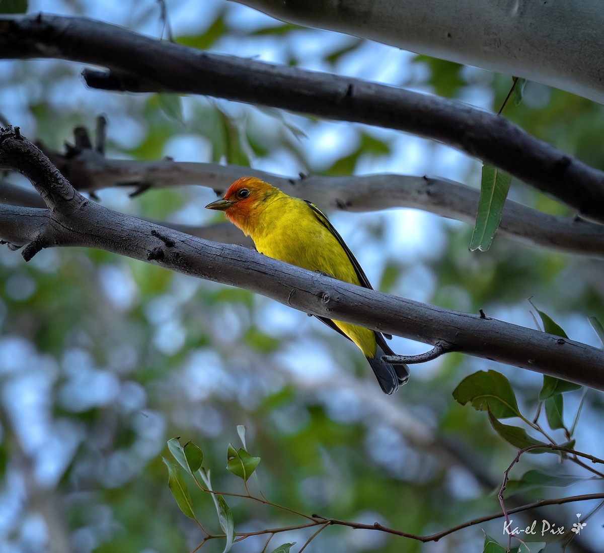 Western Tanager - ML618601906