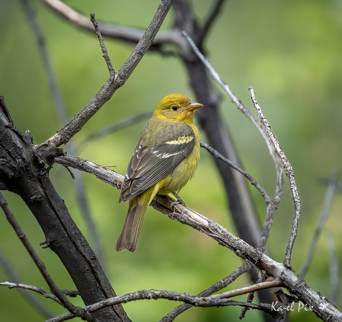 Western Tanager - ML618601908