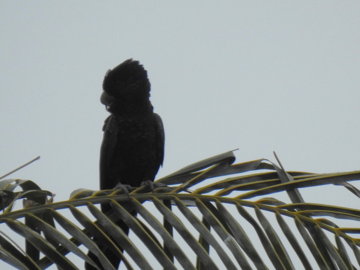 Red-tailed Black-Cockatoo - ML618601926