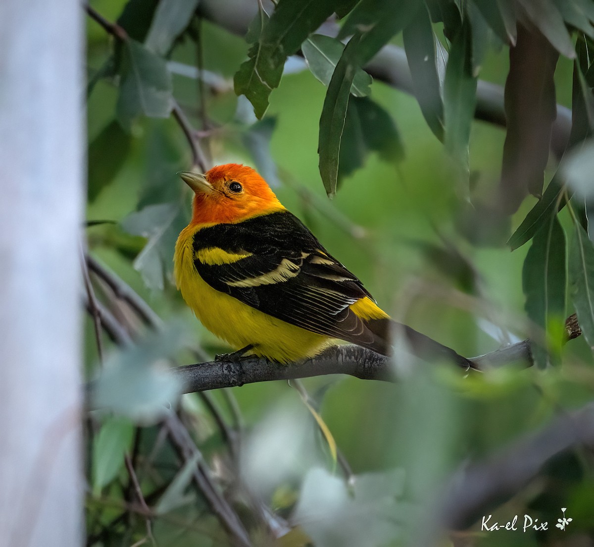 Western Tanager - ML618601931