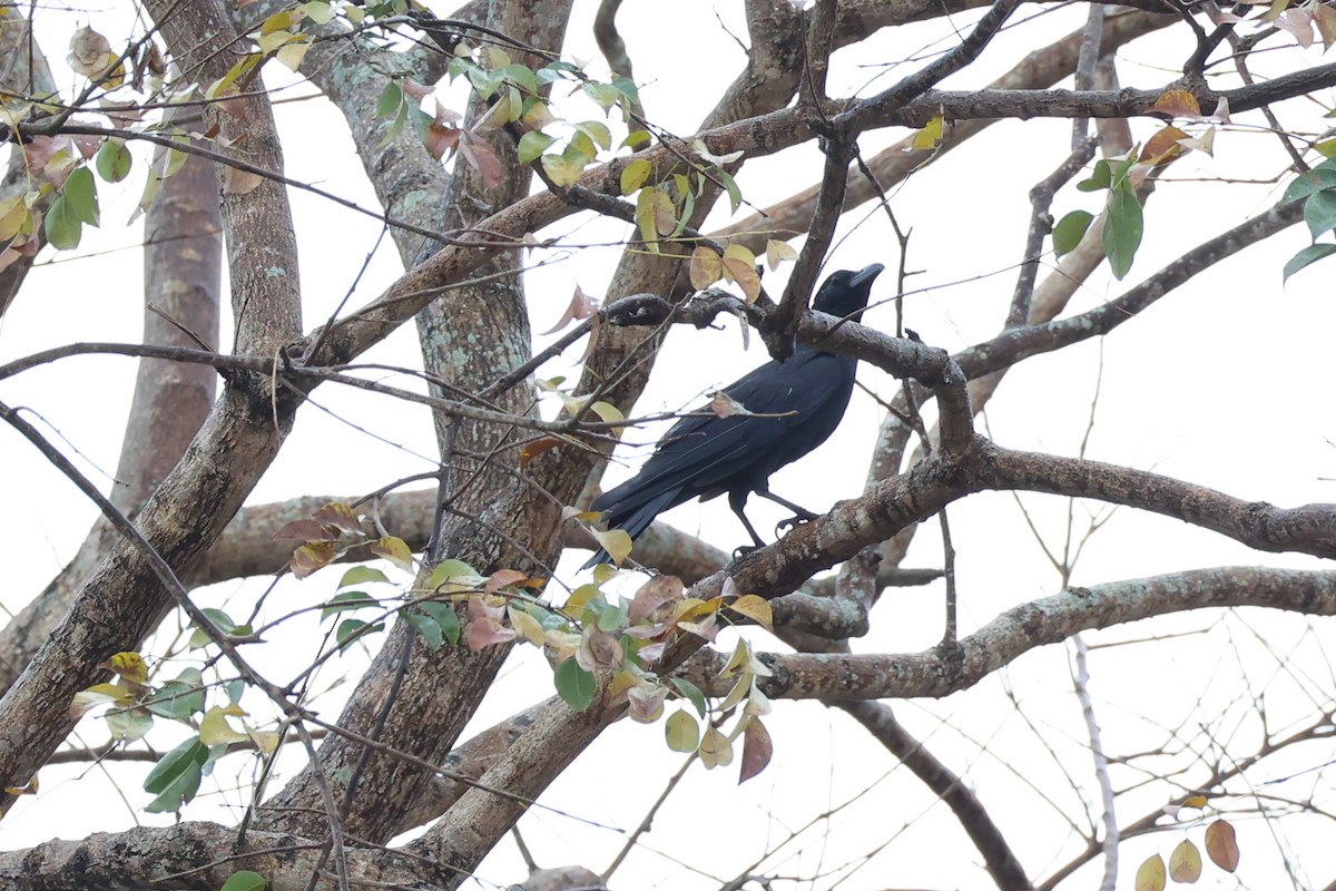 Large-billed Crow - ML618602003