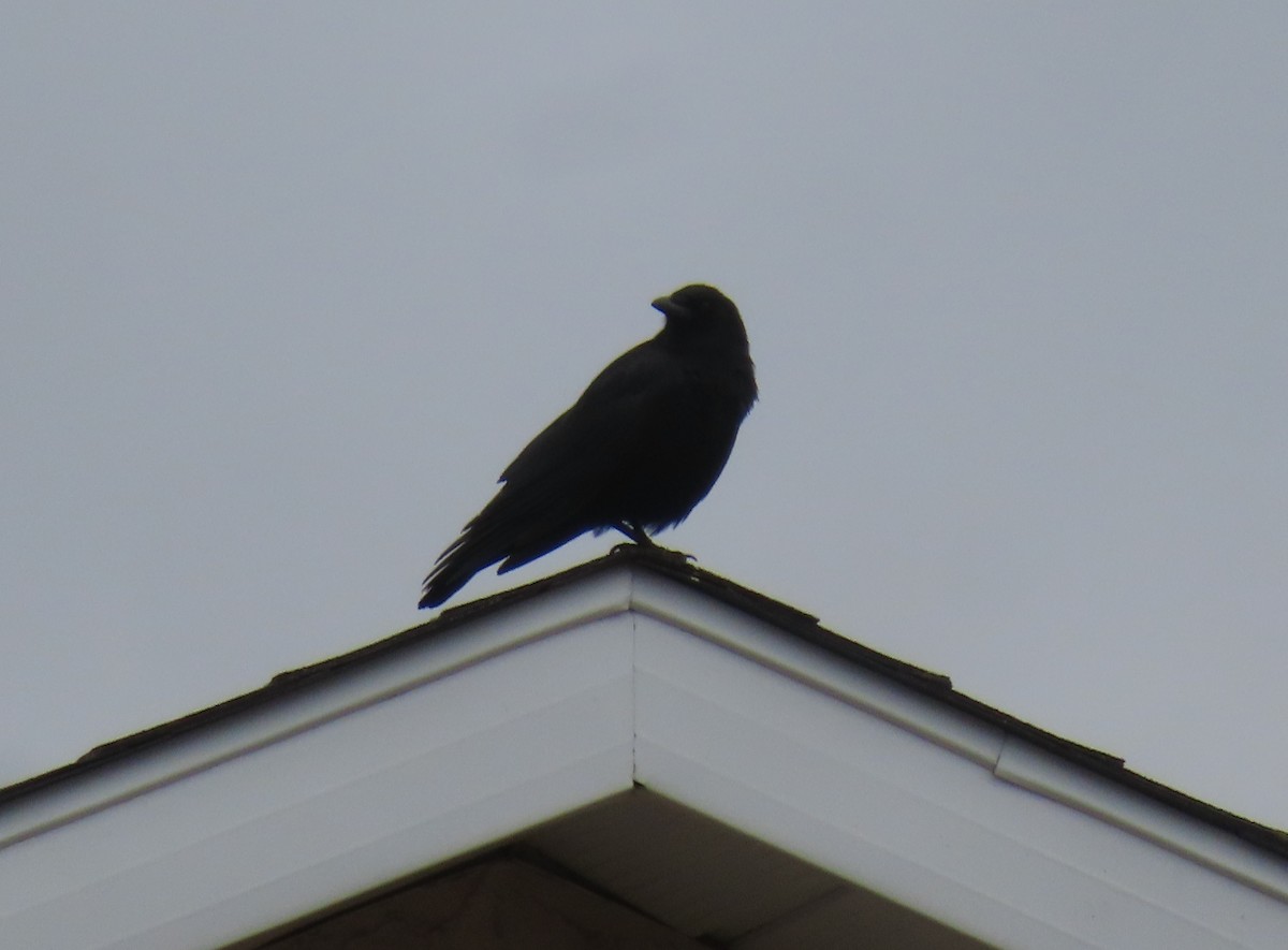 American Crow - ML618602011