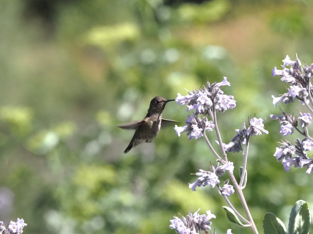 Anna's Hummingbird - ML618602043