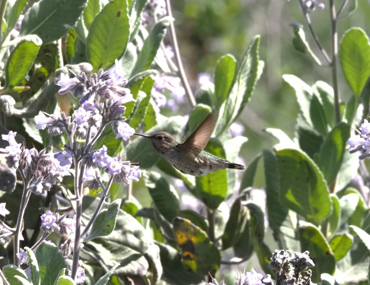 Anna's Hummingbird - ML618602046