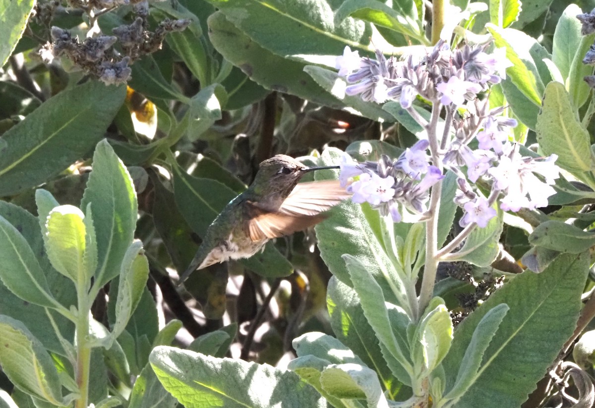 Anna's Hummingbird - ML618602048