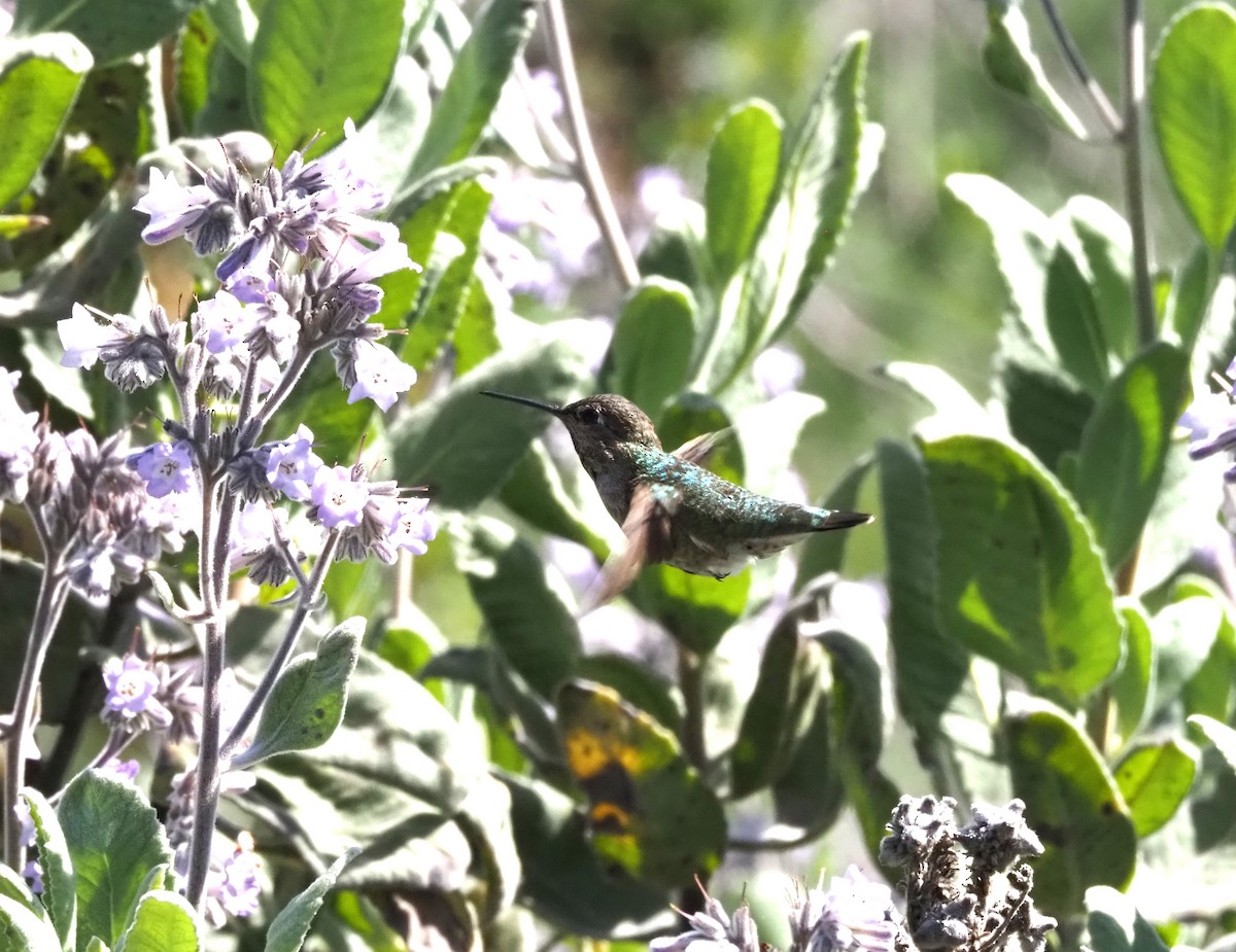 Anna's Hummingbird - Uma Sachdeva