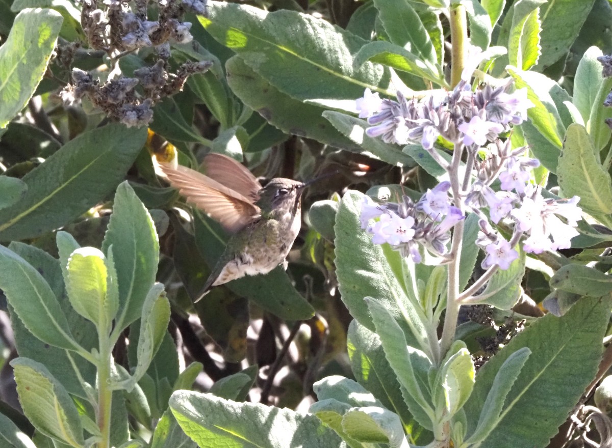 Anna's Hummingbird - ML618602050