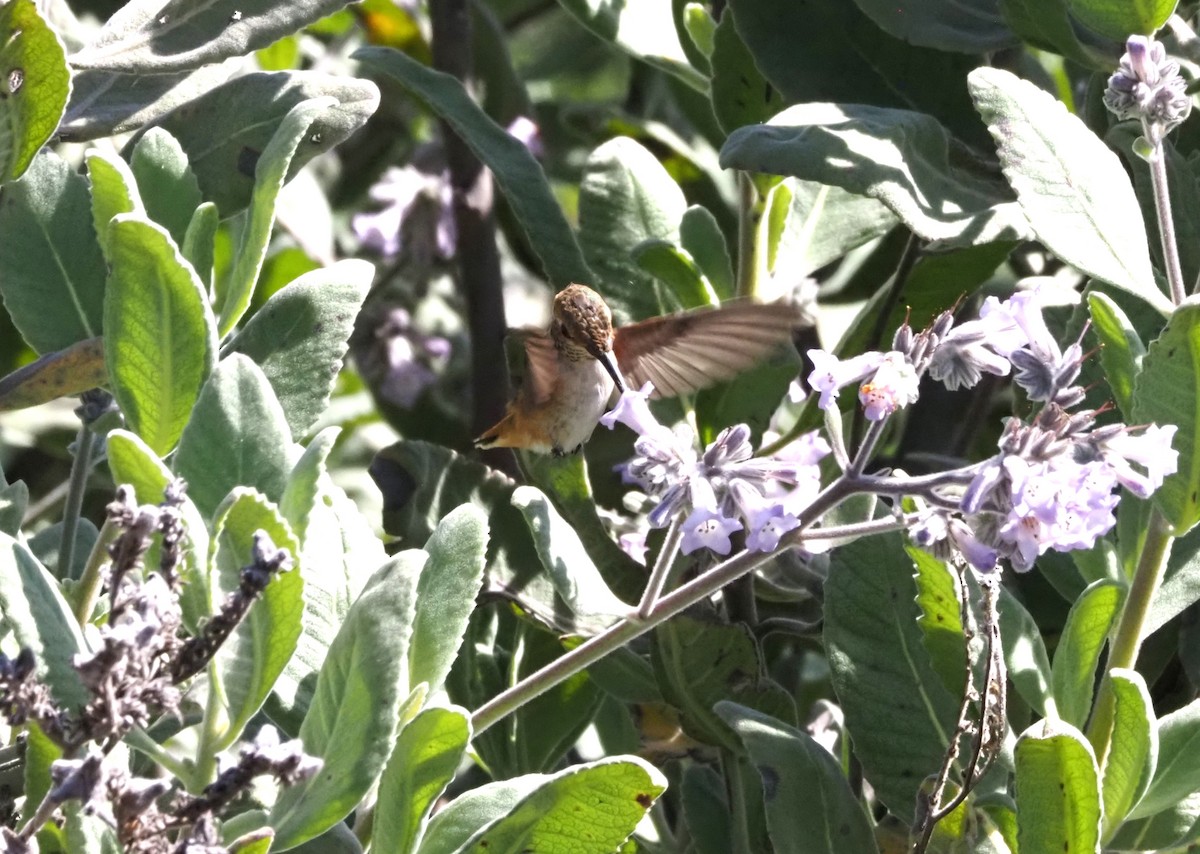 Allen's Hummingbird - ML618602072