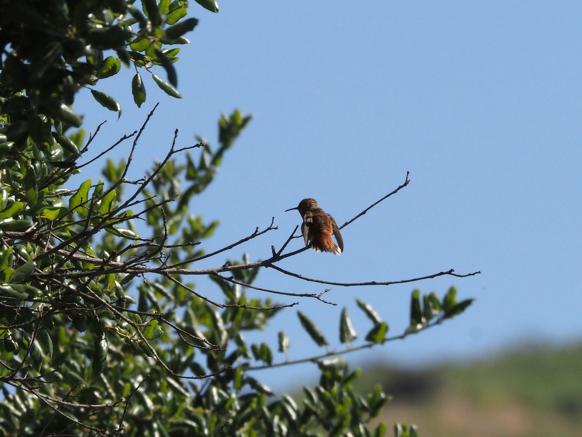 Allen's Hummingbird - Uma Sachdeva