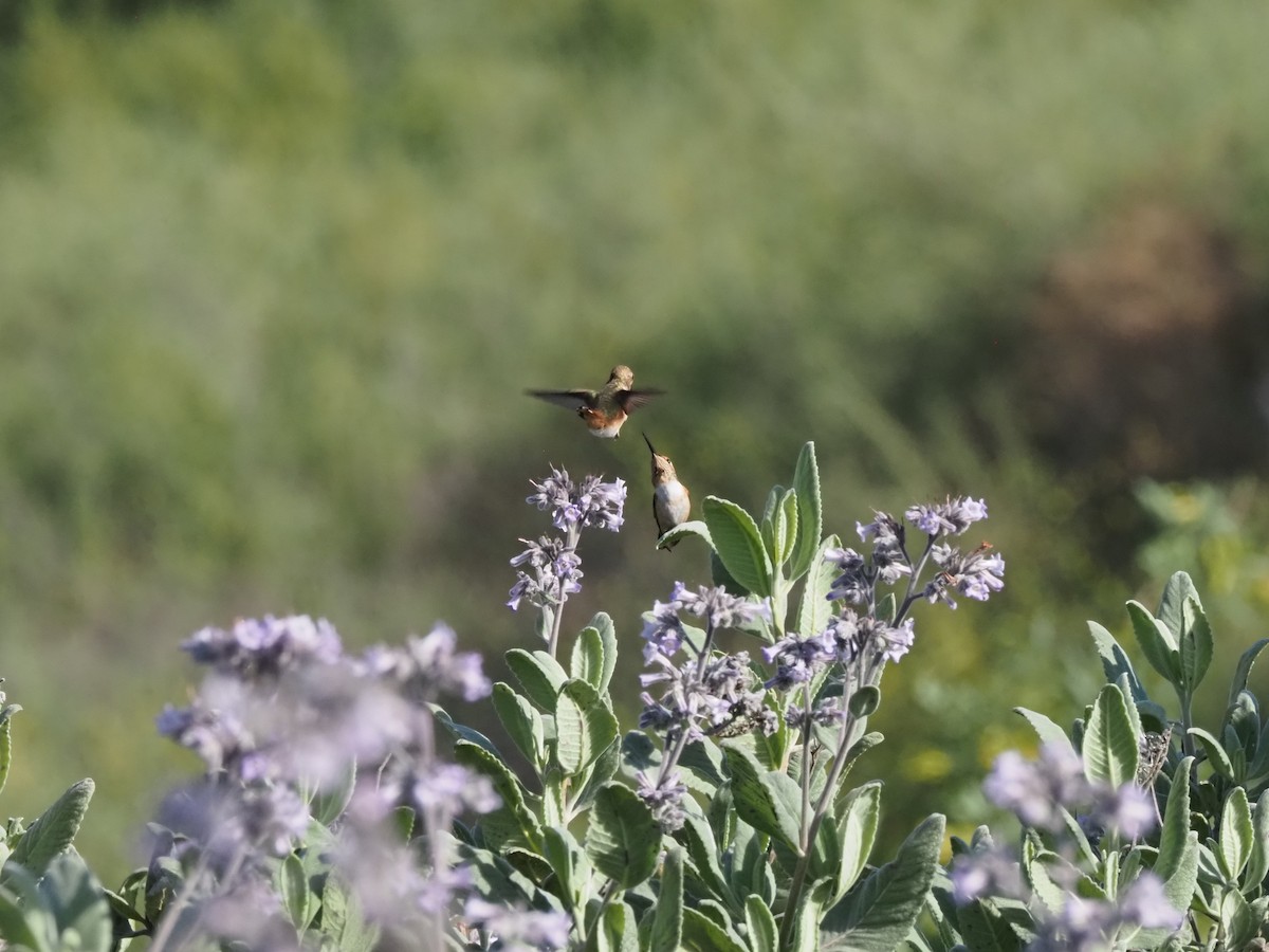 Allen's Hummingbird - ML618602082