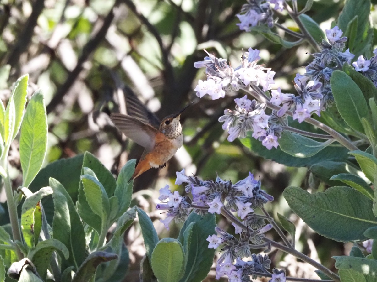 Allen's Hummingbird - ML618602084