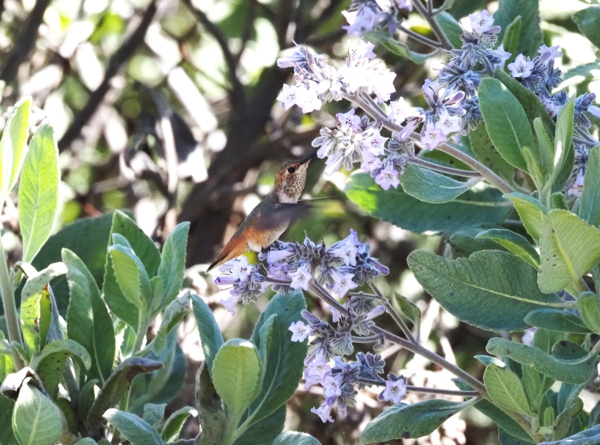 Allen's Hummingbird - ML618602085