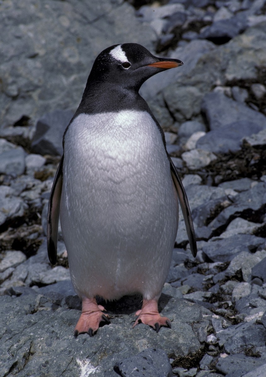 Пінгвін-шкіпер - ML618602158