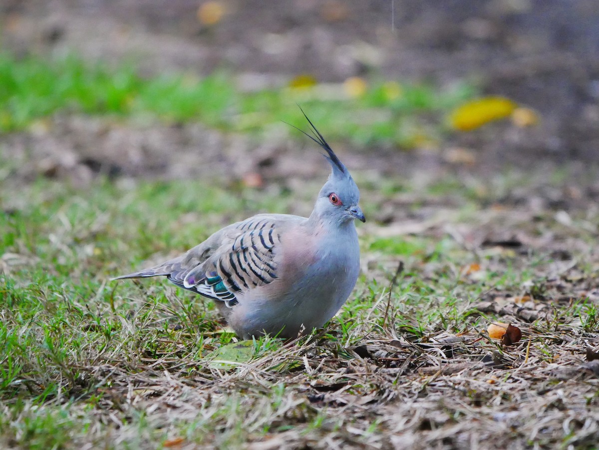 Crested Pigeon - ML618602169