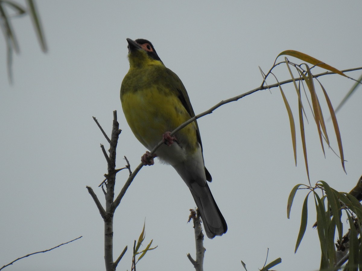 Australasian Figbird - ML618602194