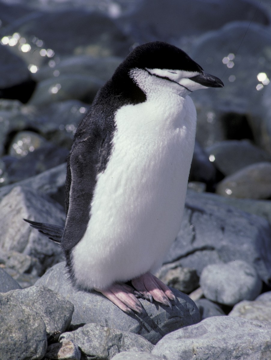 tučňák uzdičkový - ML618602201