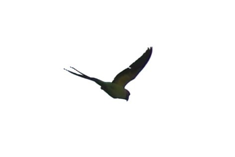 Long-tailed Parakeet - ML618602223