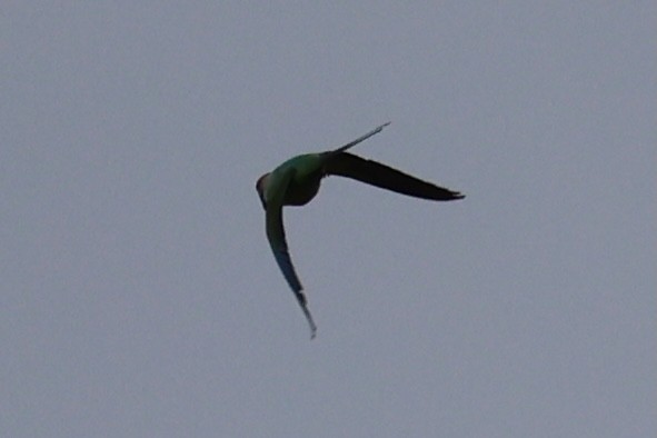 Long-tailed Parakeet - ML618602224