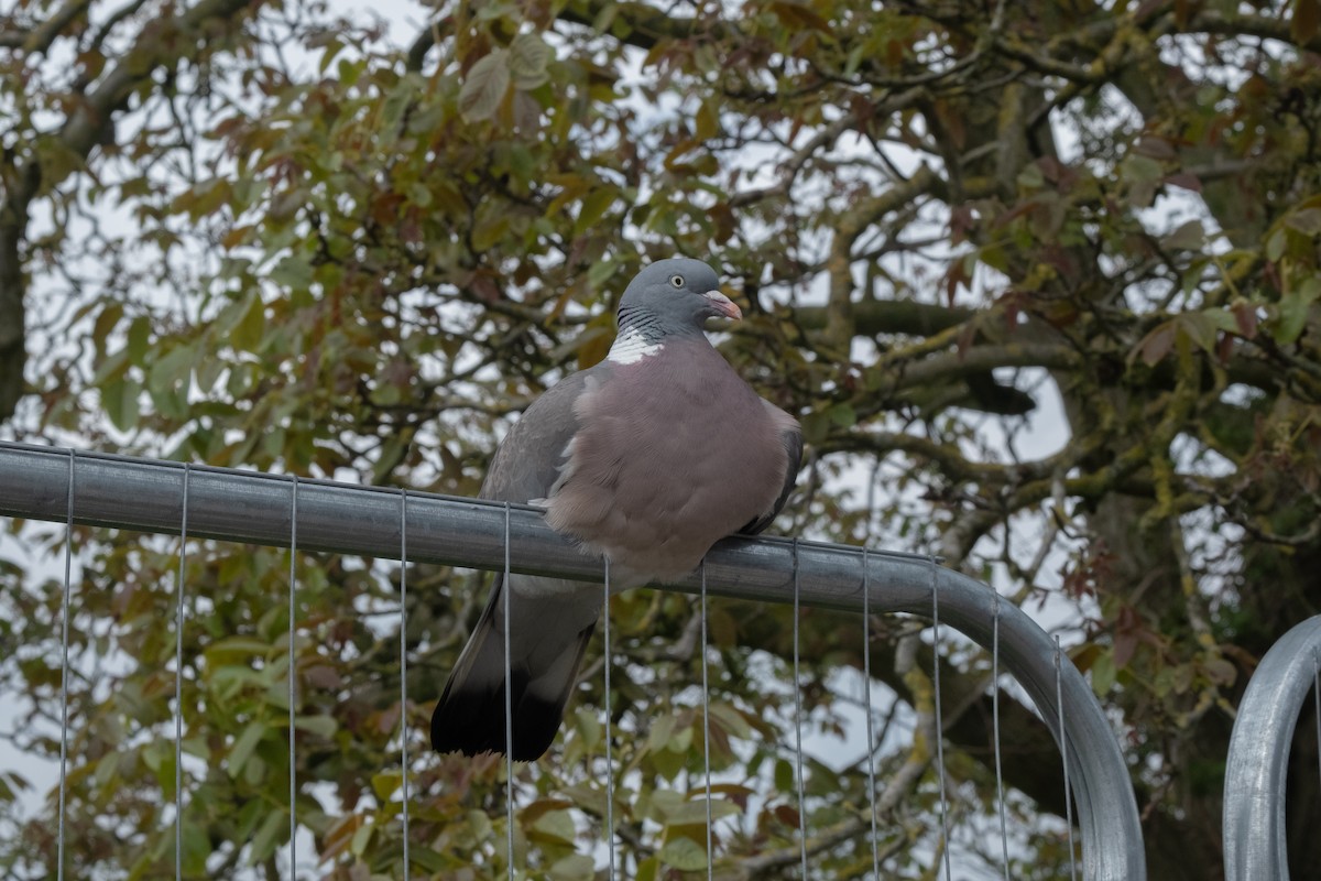 Common Wood-Pigeon - Lozza M