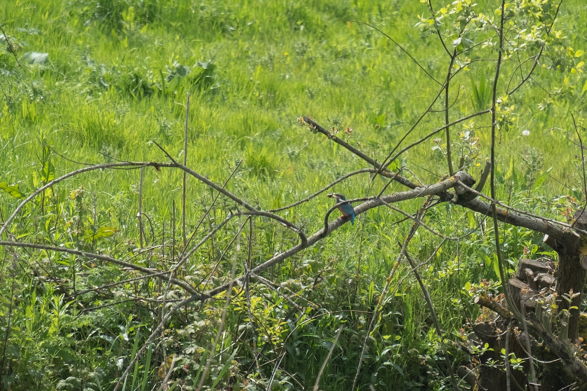 Common Kingfisher - ML618602255