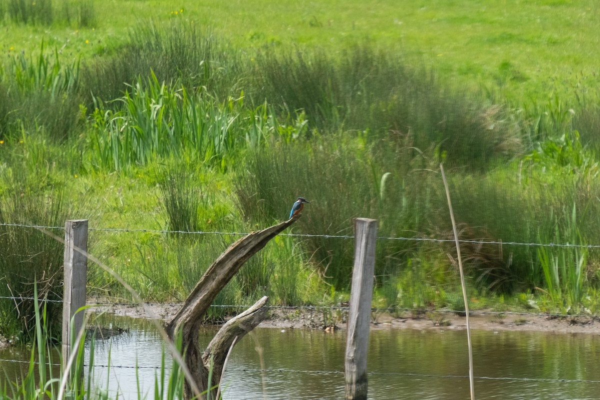 Common Kingfisher - Lozza M
