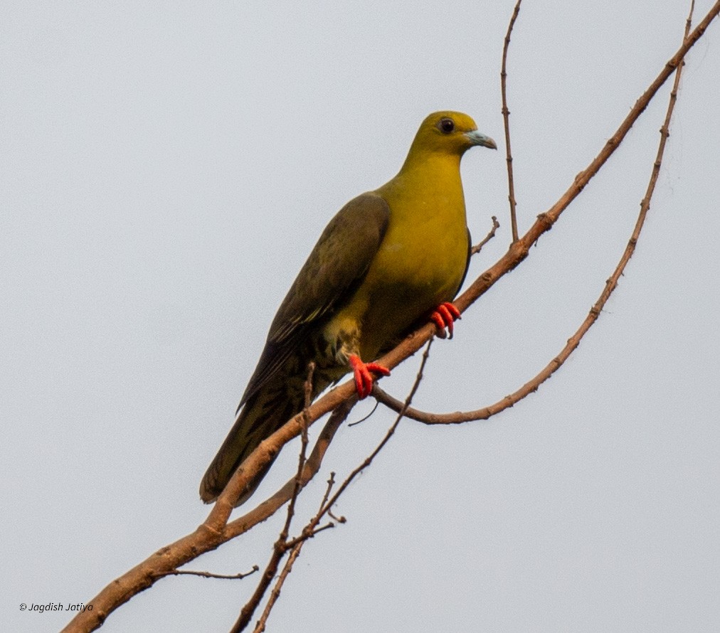 Wedge-tailed Green-Pigeon - ML618602274