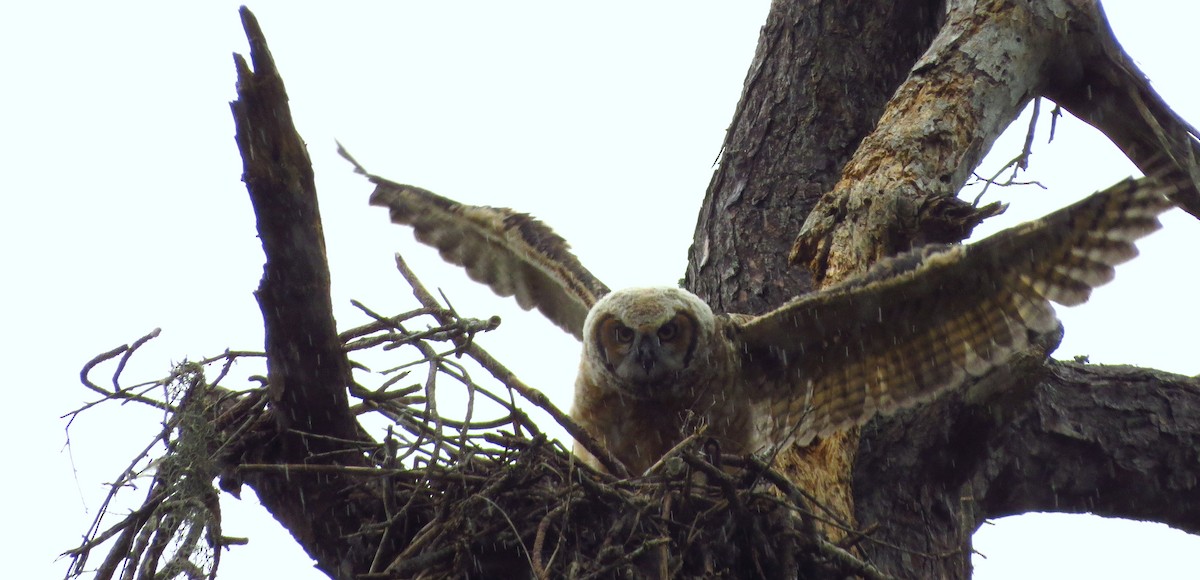 Great Horned Owl - ML618602327