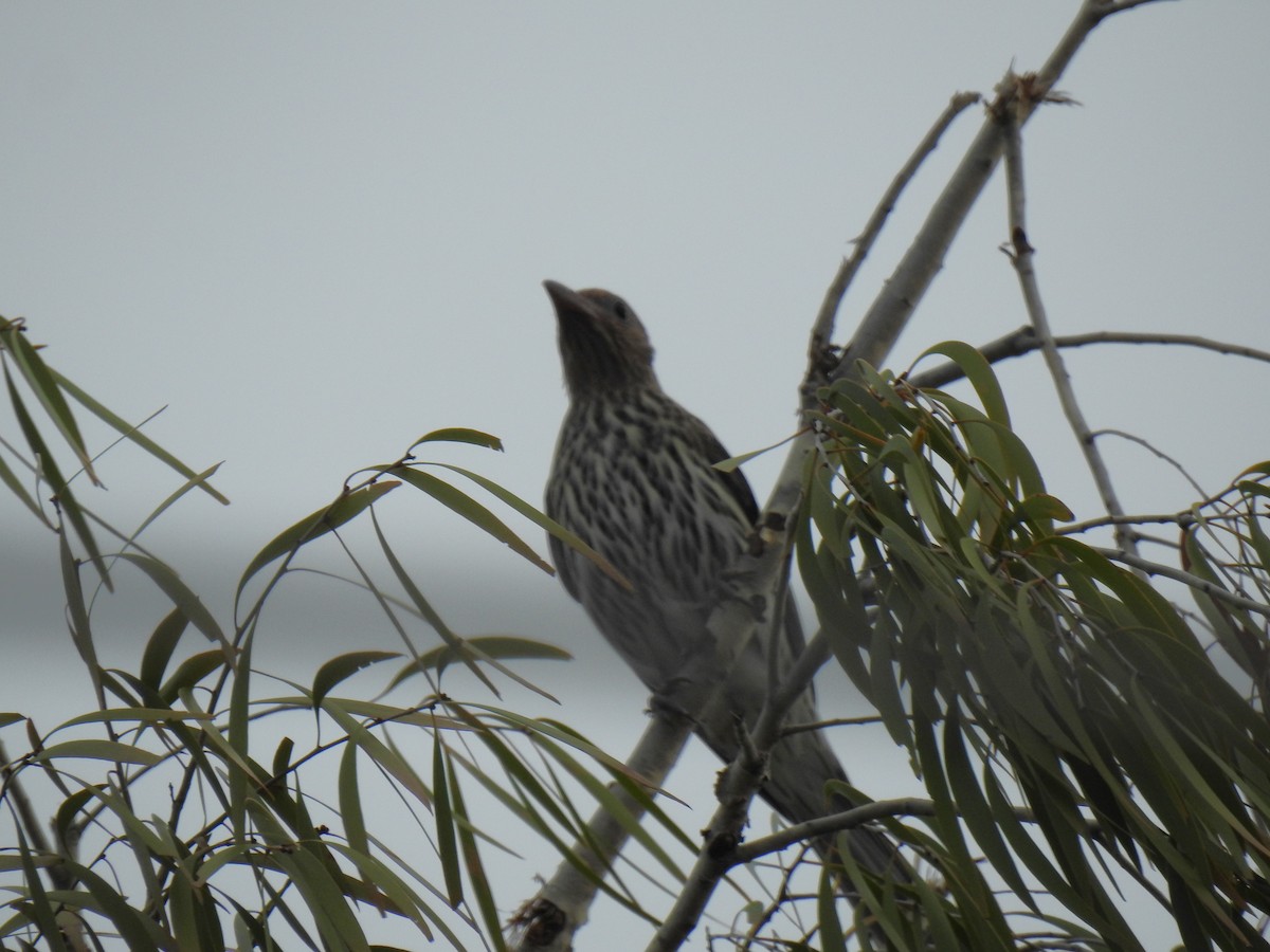 Australasian Figbird - ML618602375