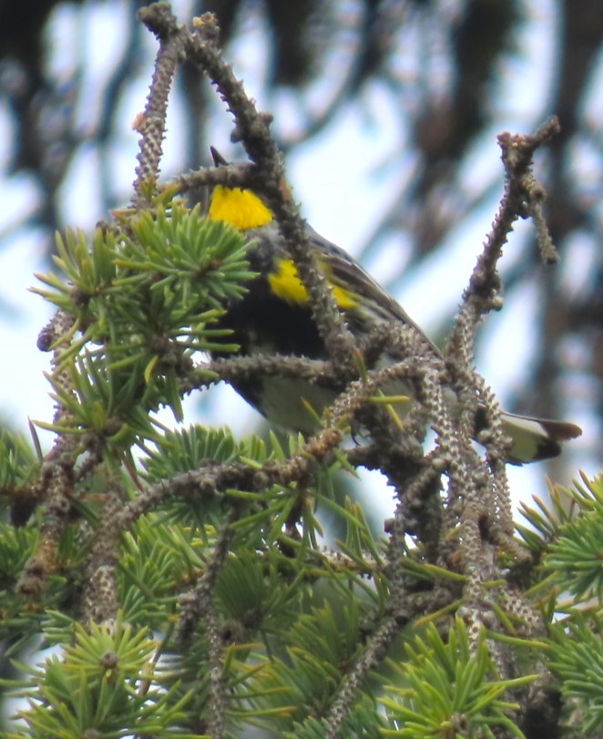 Yellow-rumped Warbler (Audubon's) - ML618602378
