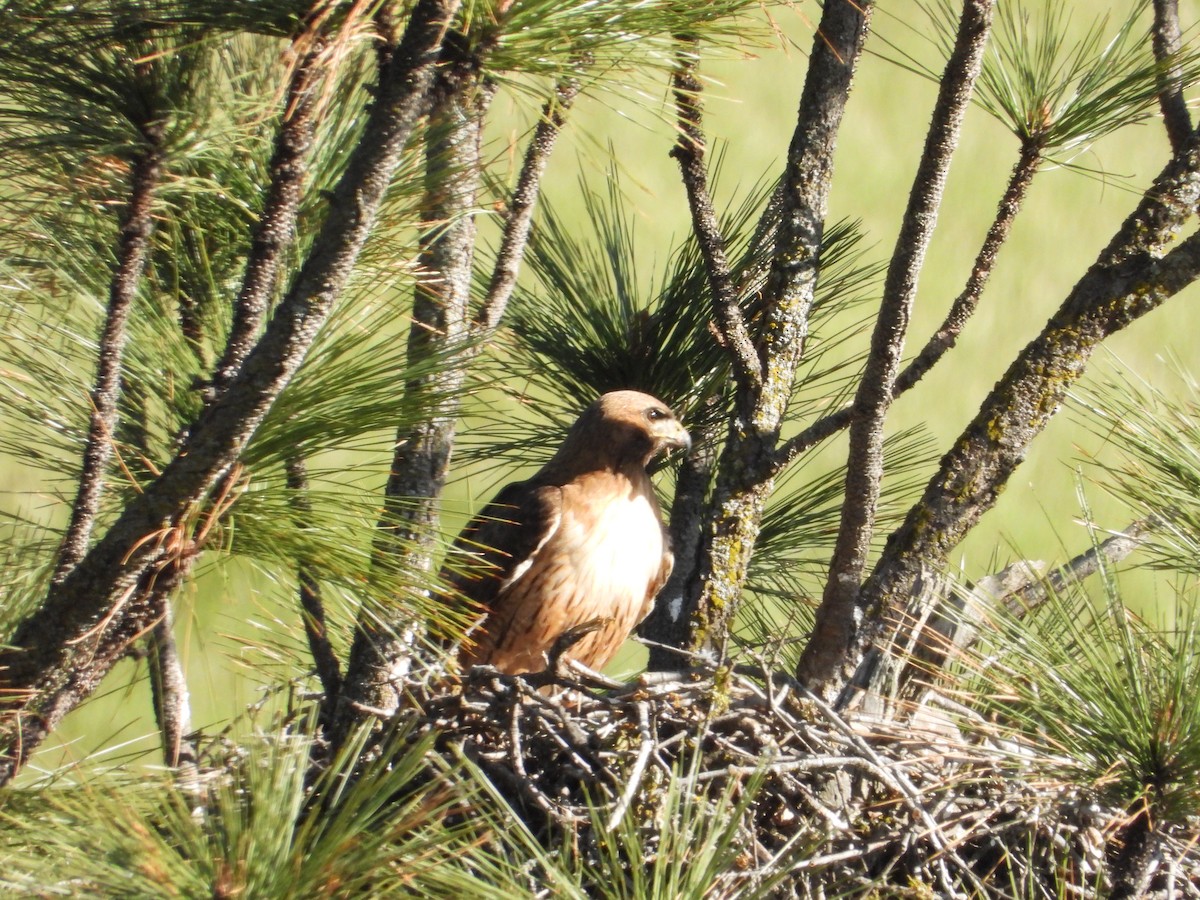 Red-tailed Hawk - ML618602423