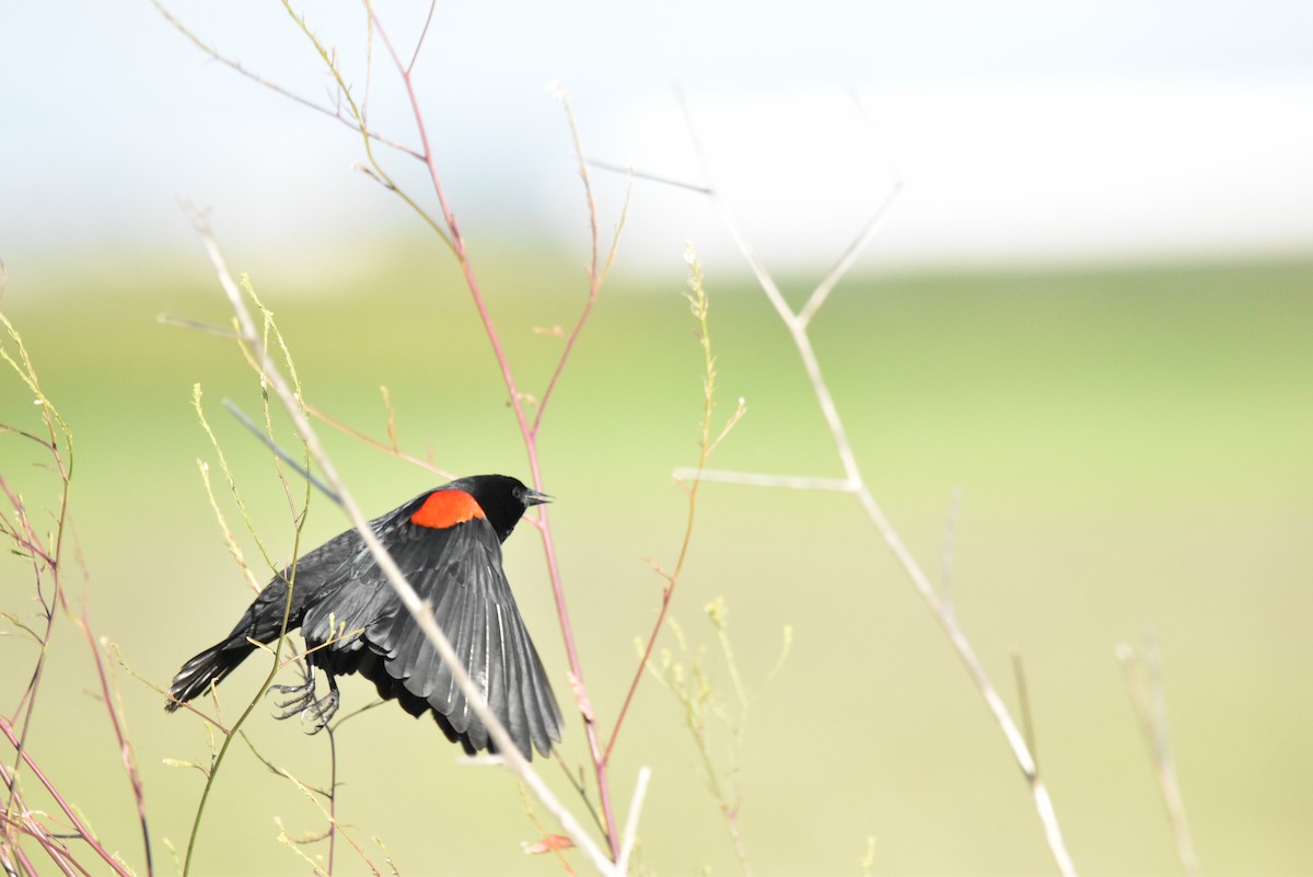 Red-winged Blackbird - ML618602448