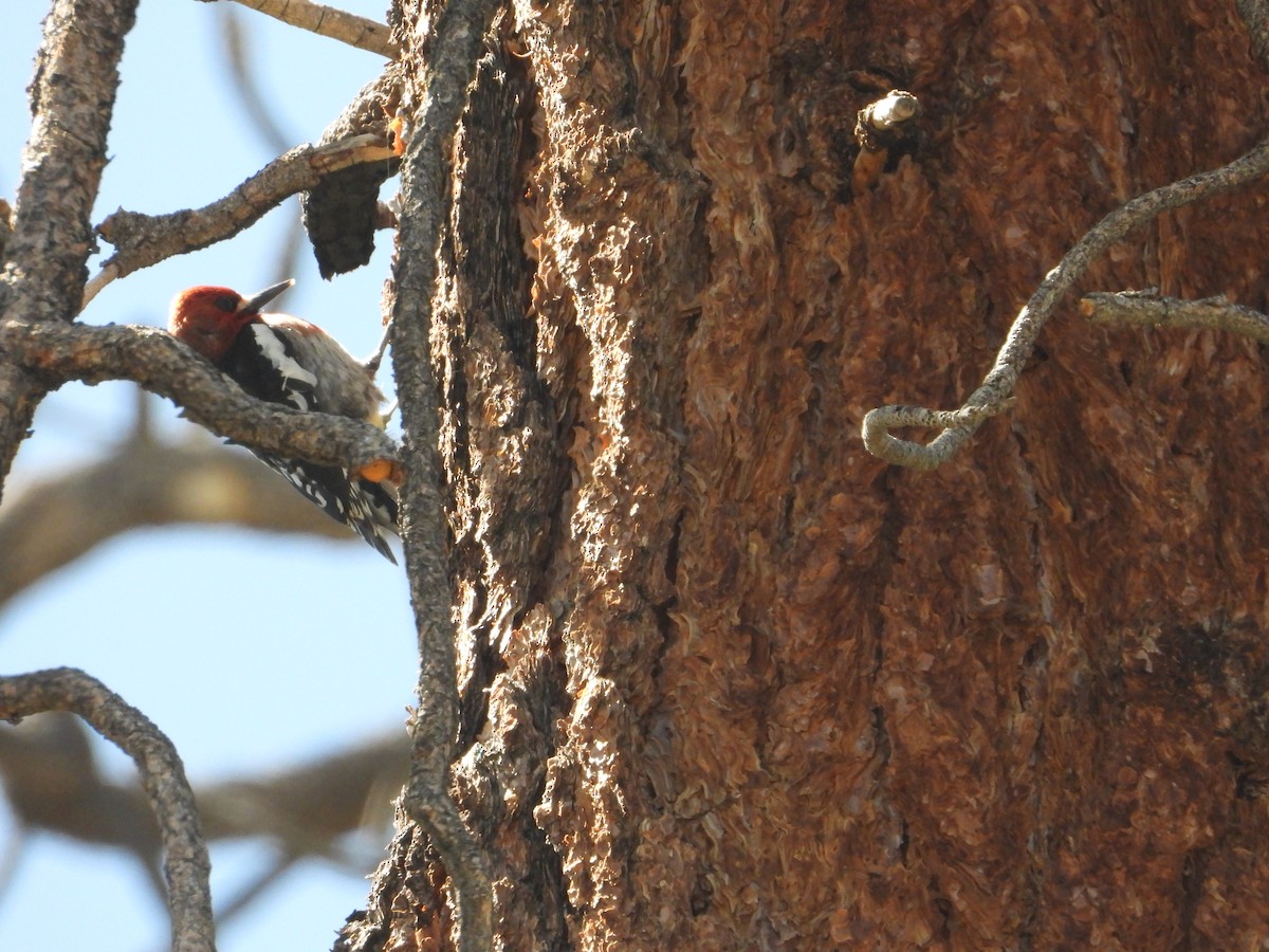 Red-breasted Sapsucker - Bill Holland