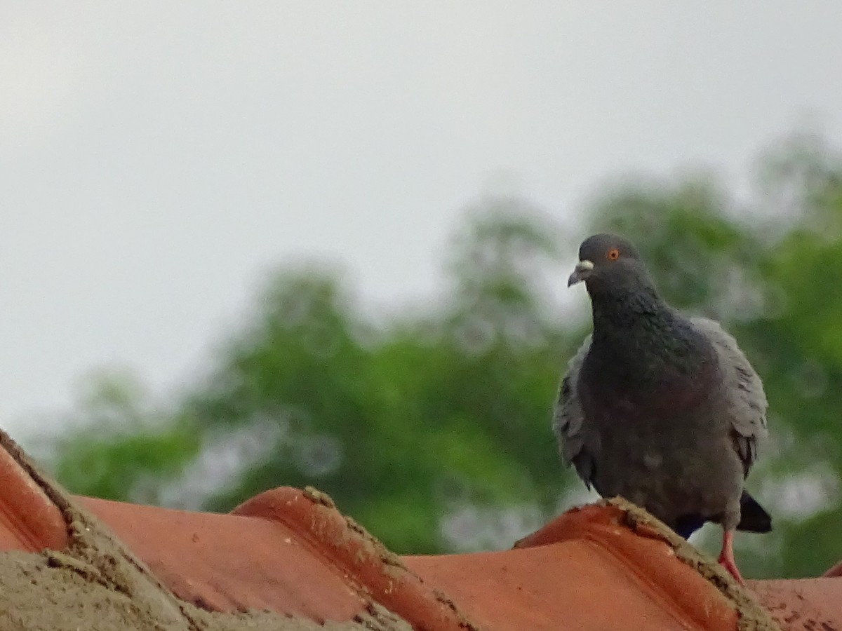 Rock Pigeon (Feral Pigeon) - ML618602495
