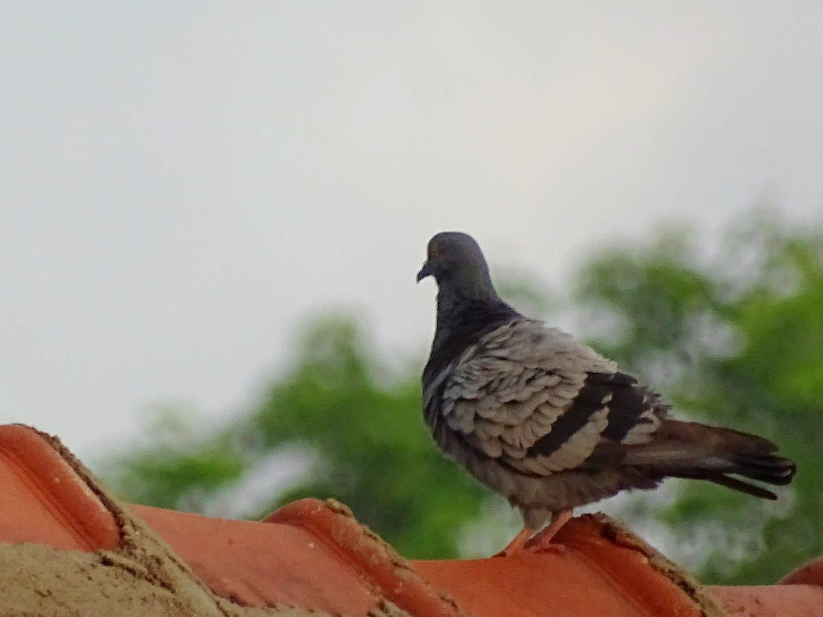 Rock Pigeon (Feral Pigeon) - ML618602496