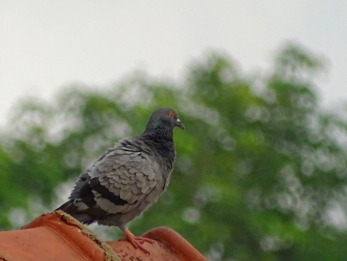 Rock Pigeon (Feral Pigeon) - ML618602497