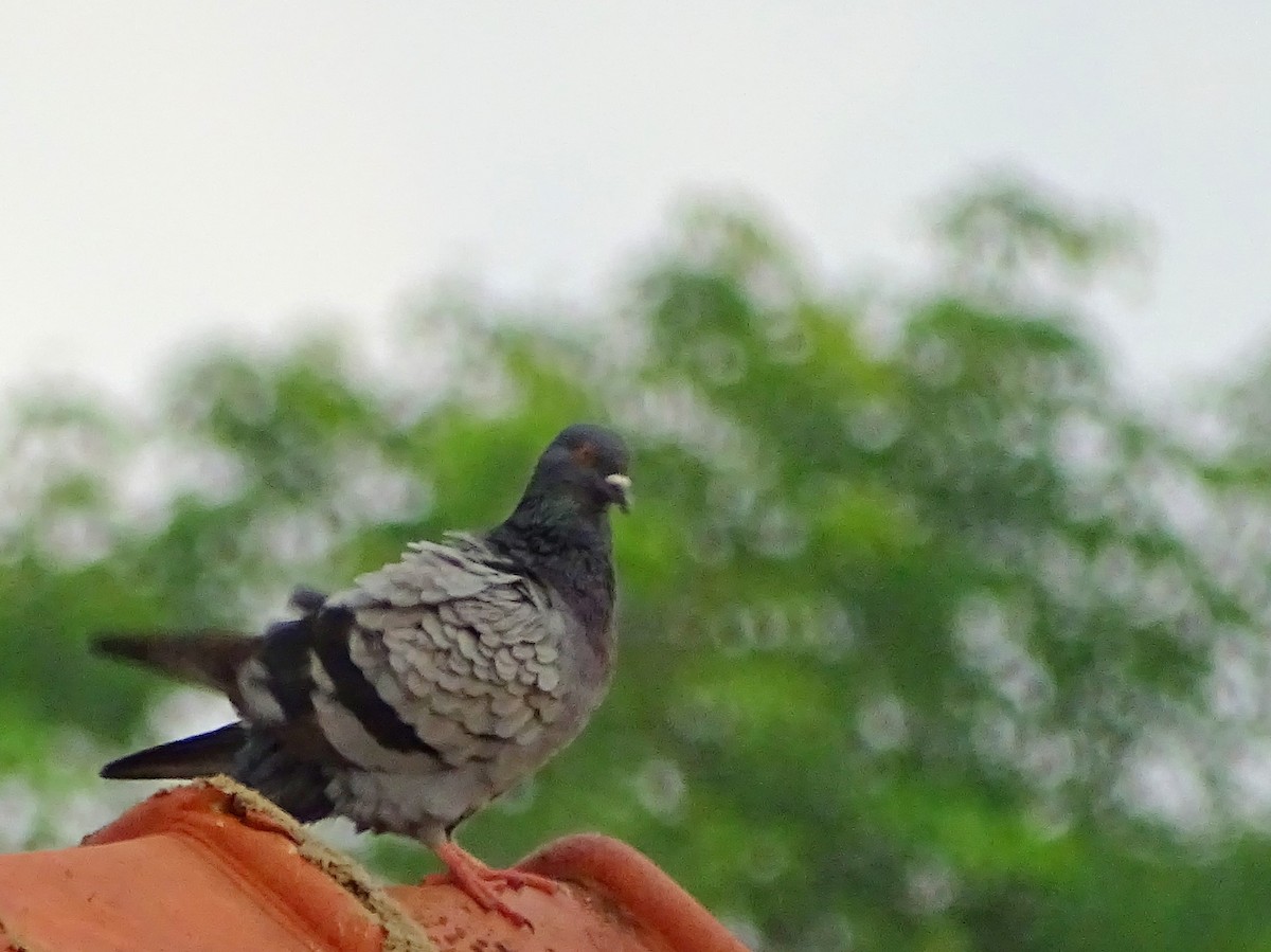 Rock Pigeon (Feral Pigeon) - ML618602498