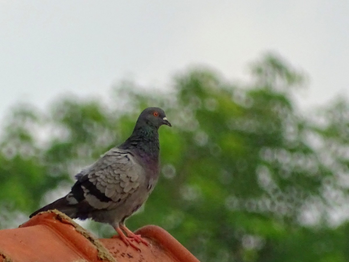 Rock Pigeon (Feral Pigeon) - ML618602499