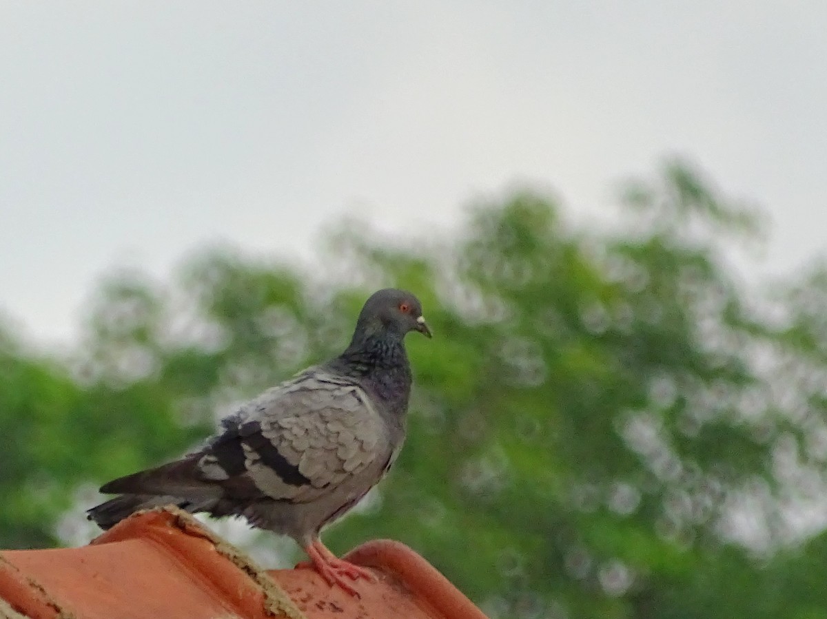 Rock Pigeon (Feral Pigeon) - ML618602500