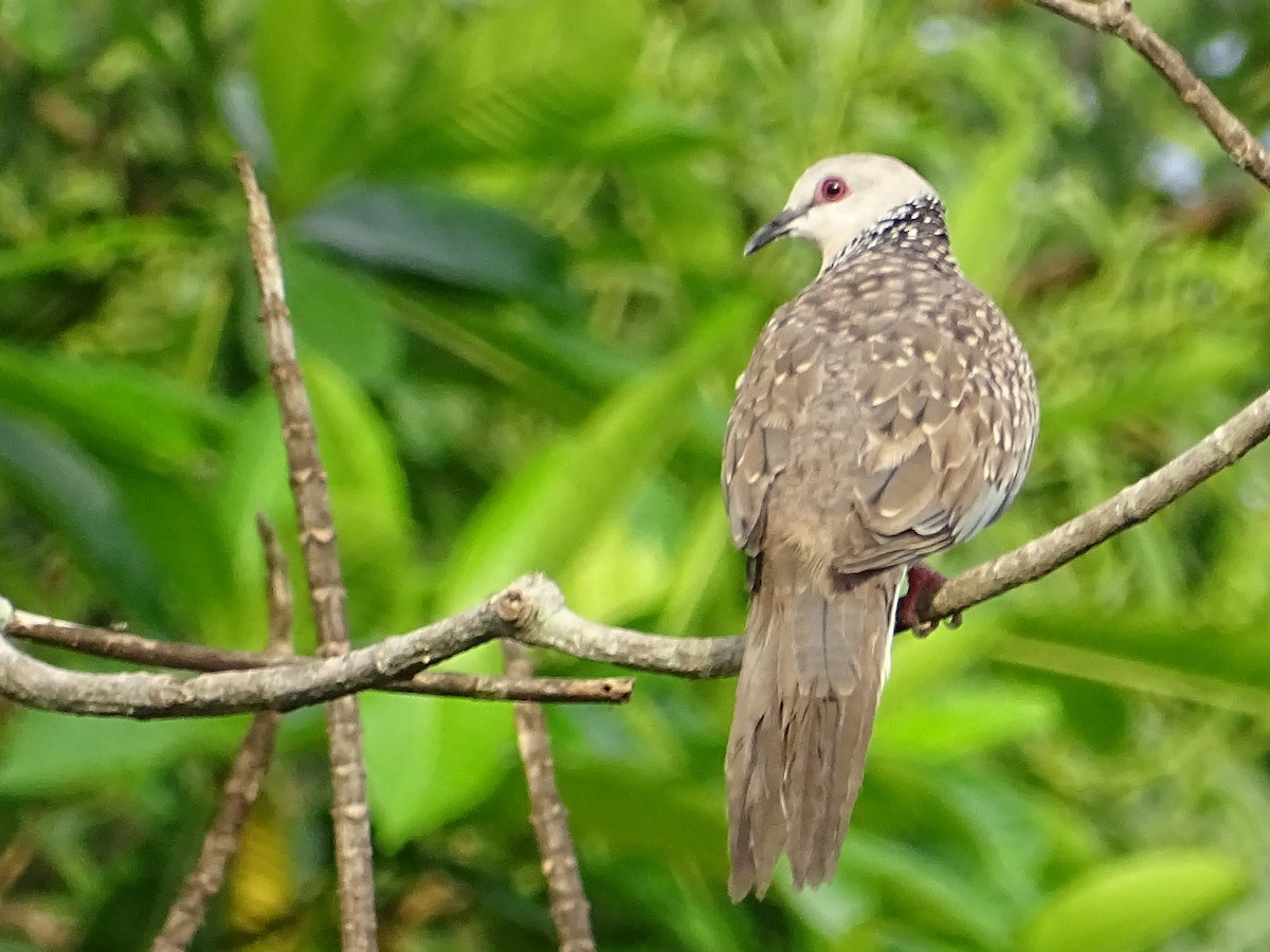 Spotted Dove - Sri Srikumar