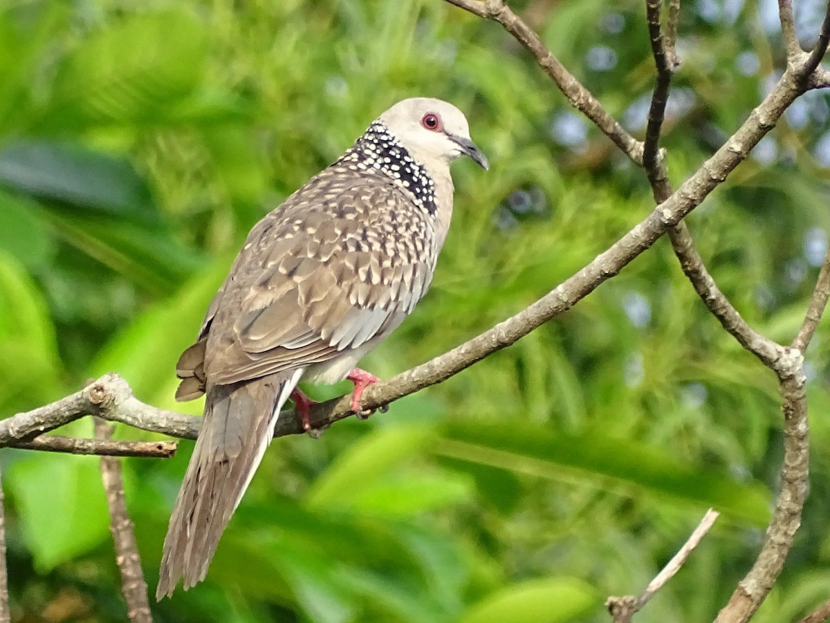 Spotted Dove - ML618602504