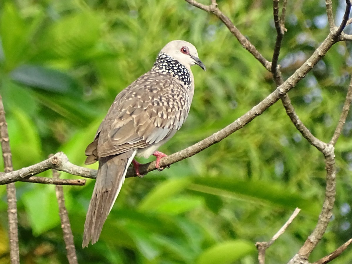Spotted Dove - ML618602505