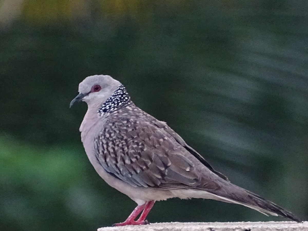 Spotted Dove - ML618602506