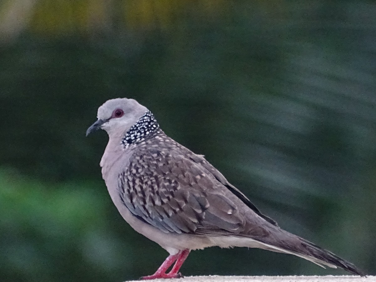 Spotted Dove - ML618602507