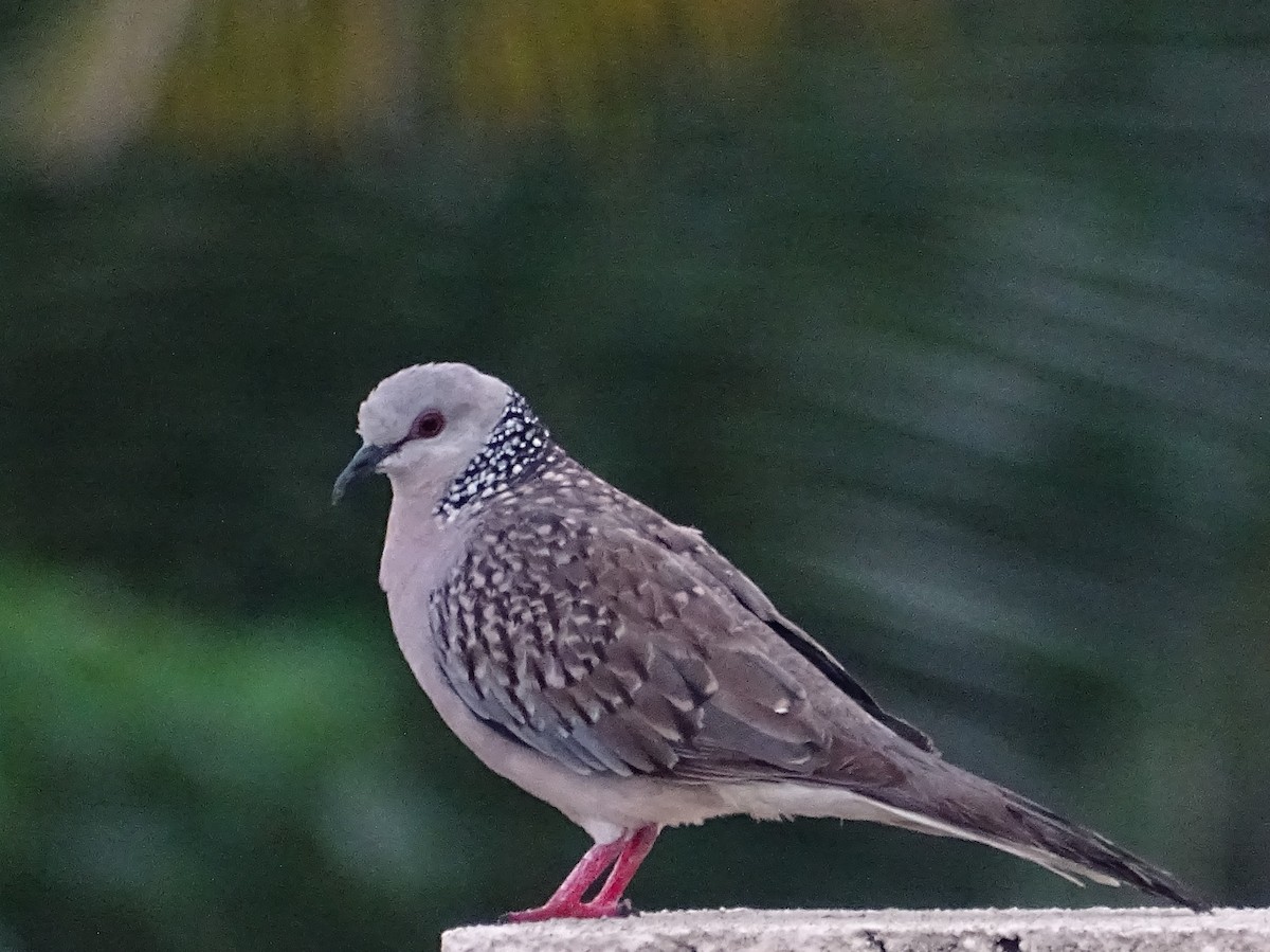 Spotted Dove - ML618602508