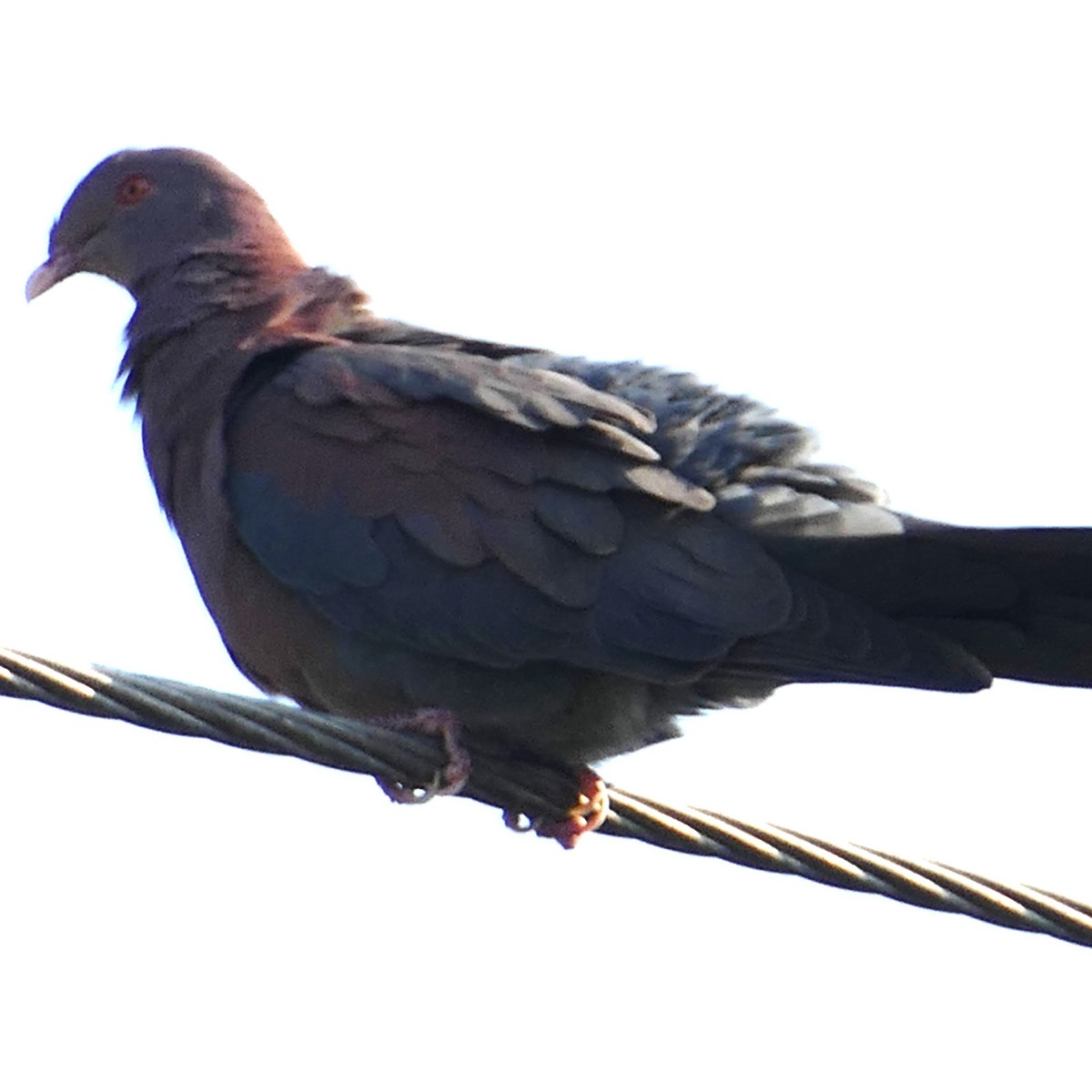Red-billed Pigeon - ML618602511