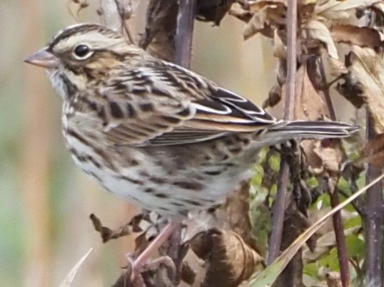 Savannah Sparrow - ML618602515