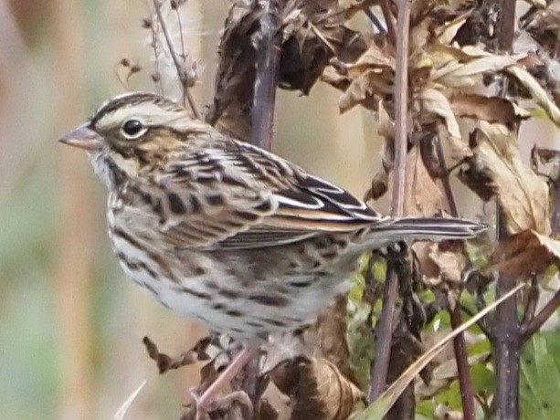 Savannah Sparrow - ML618602517