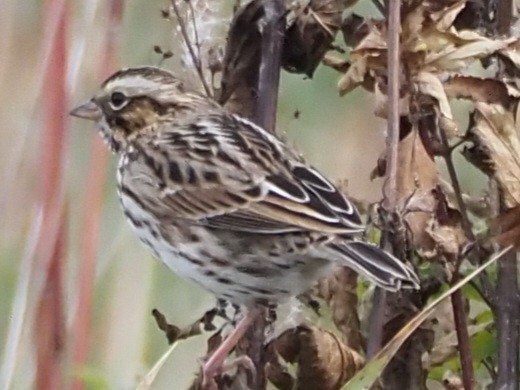 Savannah Sparrow - ML618602518
