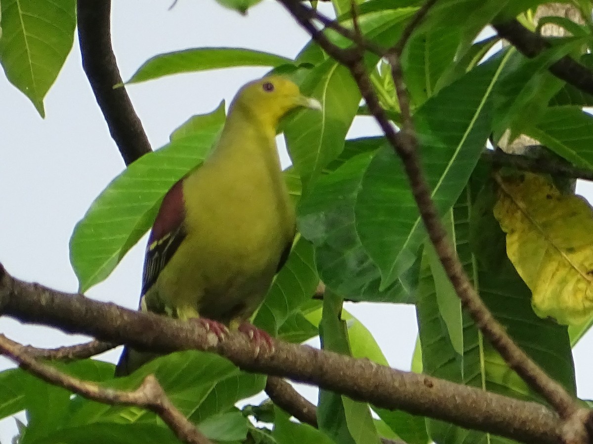 Цейлонский зелёный голубь - ML618602520